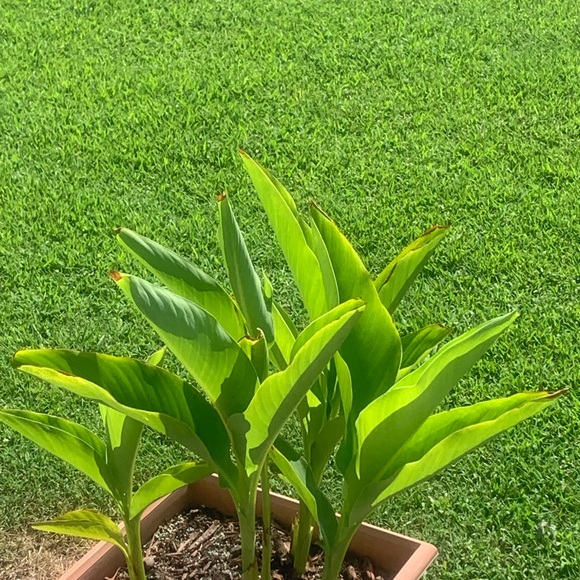 Thank you! Muchas Gracias! Grazie! Merci! Obrigando! - Picture 12 of 16